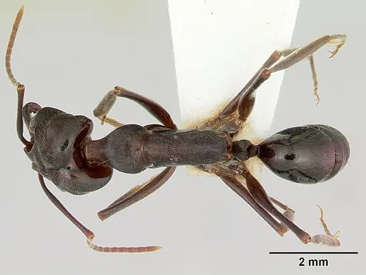 Odontomachus simillimus - CASENT0172667