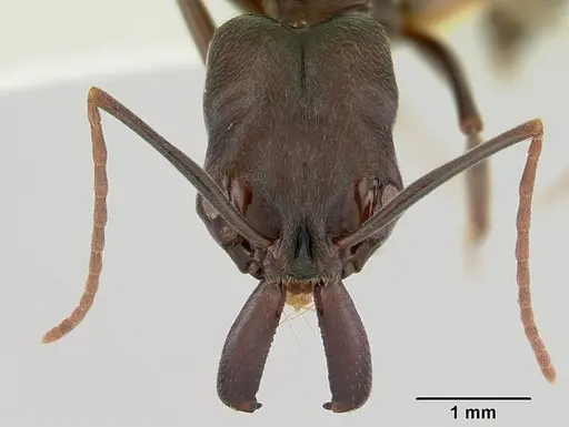 Odontomachus simillimus - CASENT0172667