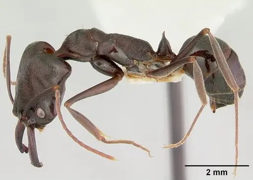 Odontomachus simillimus - CASENT0172667