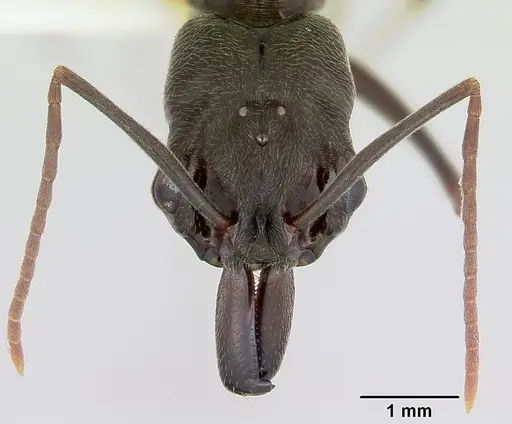 Odontomachus simillimus - CASENT0172668