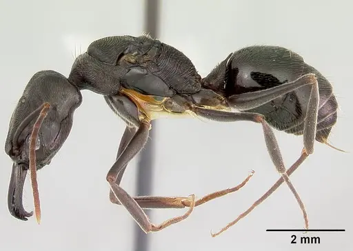 Odontomachus simillimus - CASENT0172668