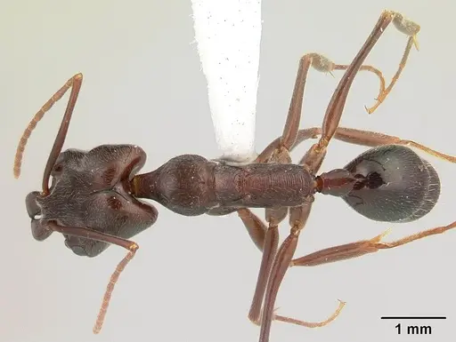 Odontomachus simillimus - CASENT0178390