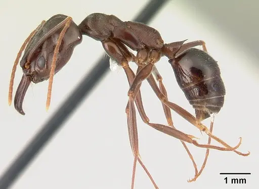 Odontomachus simillimus - CASENT0178390