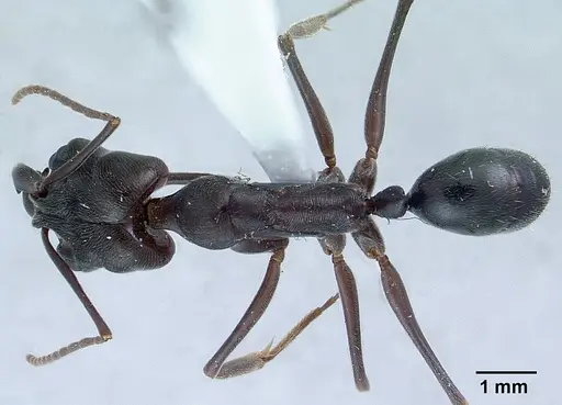 Odontomachus simillimus - CASENT0179009