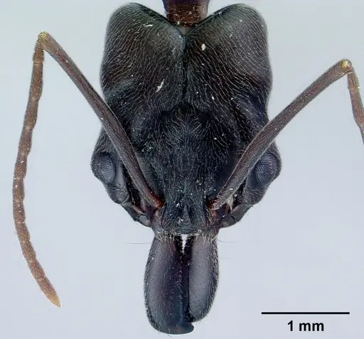 Odontomachus simillimus - CASENT0179009