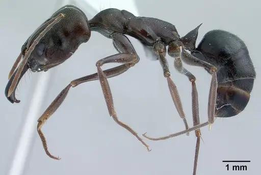 Odontomachus simillimus - CASENT0179009