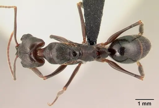 Odontomachus simillimus - CASENT0188531