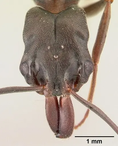Odontomachus simillimus - CASENT0188531