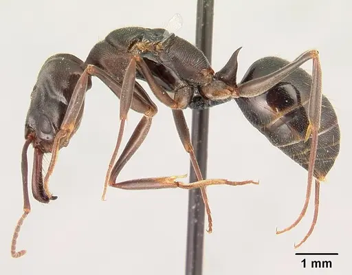 Odontomachus simillimus - CASENT0188531