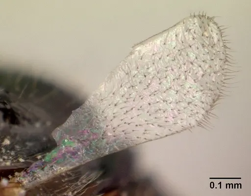 Odontomachus simillimus - CASENT0188531