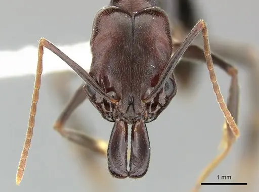 Odontomachus simillimus - CASENT0270628