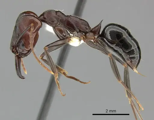 Odontomachus simillimus - CASENT0270628