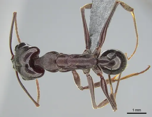 Odontomachus simillimus - CASENT0745878