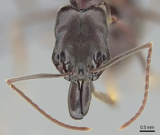 Odontomachus simillimus - CASENT0745878