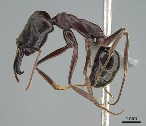 Odontomachus simillimus - CASENT0745878