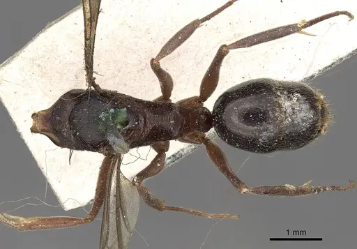 Odontomachus simillimus - CASENT0900649