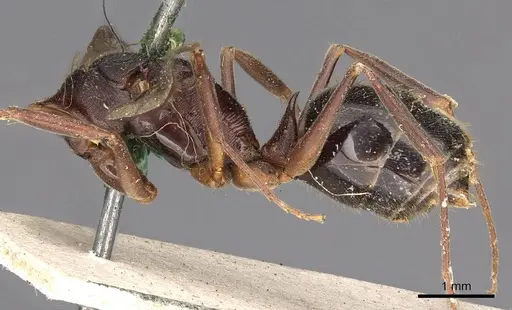 Odontomachus simillimus - CASENT0900649