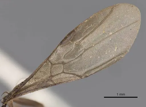 Odontomachus simillimus - CASENT0900649