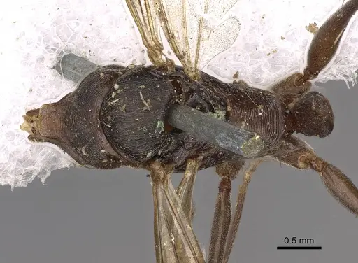 Odontomachus simillimus - CASENT0900650