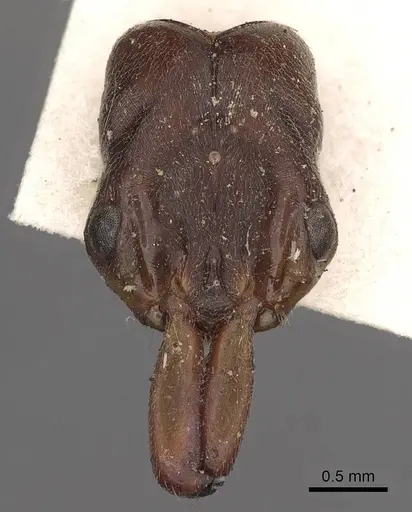 Odontomachus simillimus - CASENT0900650