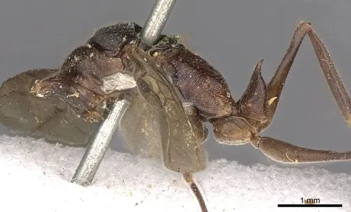 Odontomachus simillimus - CASENT0900650