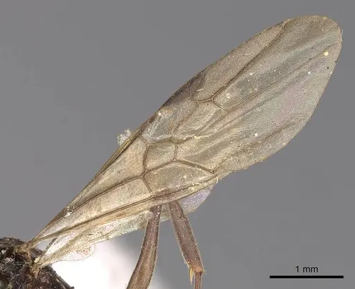 Odontomachus simillimus - CASENT0900650