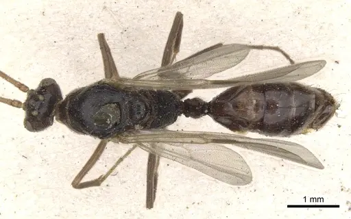 Odontomachus simillimus - CASENT0901350