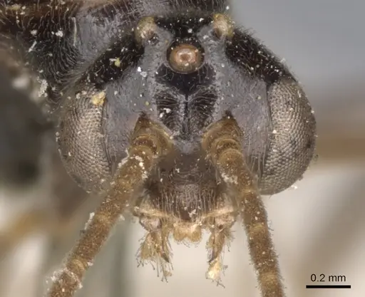 Odontomachus simillimus - CASENT0901350