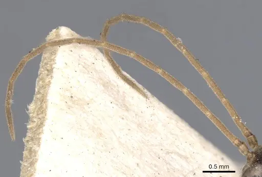 Odontomachus simillimus - CASENT0901350