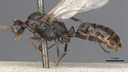 Odontomachus simillimus - CASENT0901350