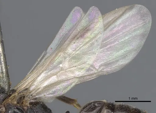 Odontomachus simillimus - CASENT0901350