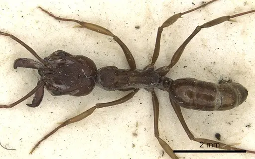 Odontomachus simillimus - CASENT0901486