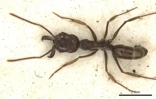 Odontomachus simillimus - CASENT0901486