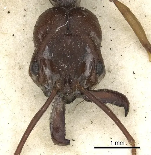 Odontomachus simillimus - CASENT0901486