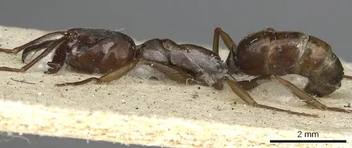 Odontomachus simillimus - CASENT0901486