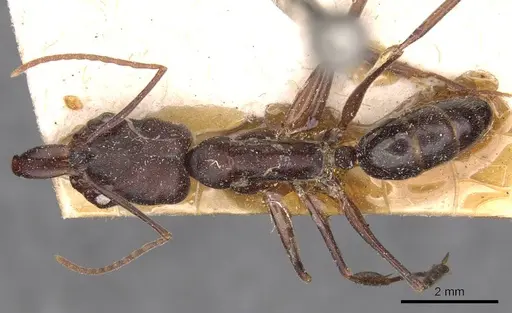 Odontomachus simillimus - CASENT0907433