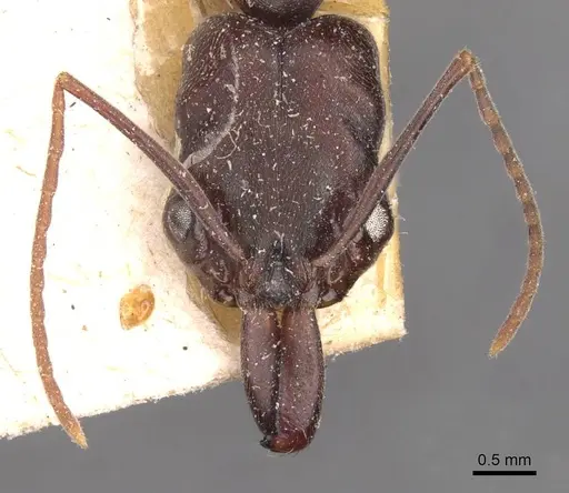 Odontomachus simillimus - CASENT0907433