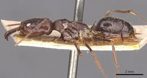 Odontomachus simillimus - CASENT0907433