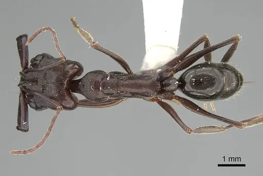 Odontomachus simillimus - CASENT0919897