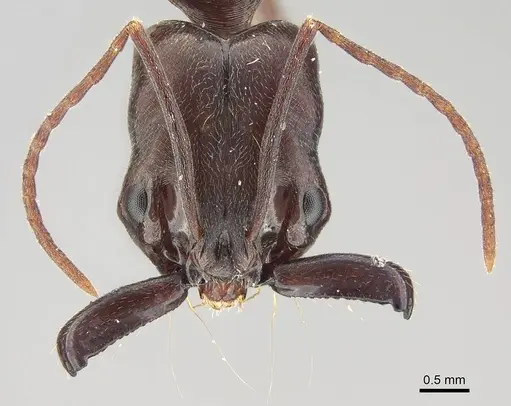 Odontomachus simillimus - CASENT0919897