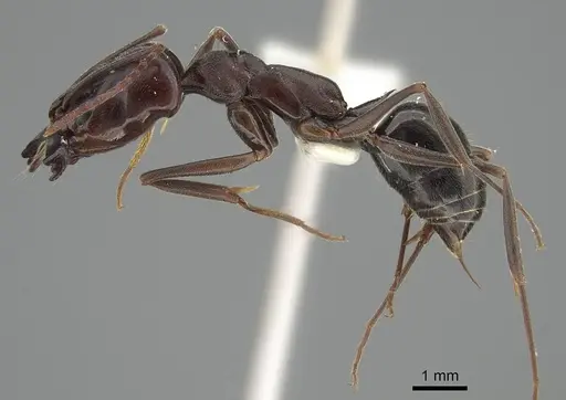 Odontomachus simillimus - CASENT0919897