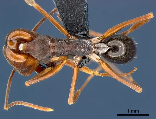 Odontomachus simillimus - CSIRONC0167