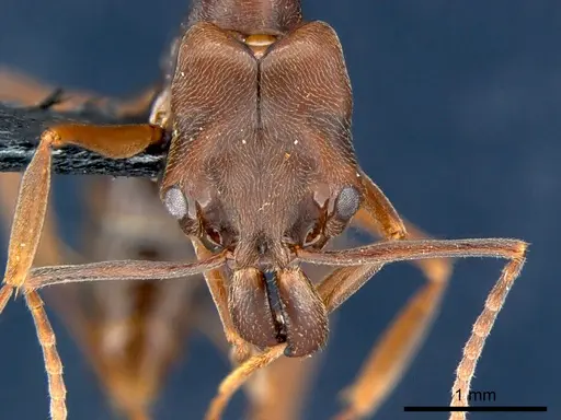 Odontomachus simillimus - CSIRONC0167