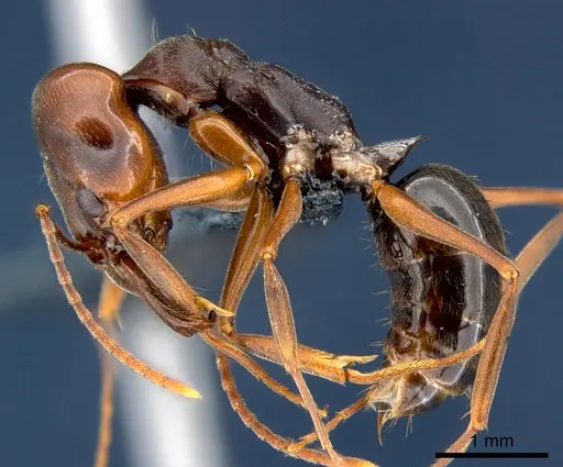 Odontomachus simillimus - CSIRONC0167