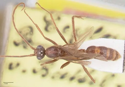 Odontomachus simillimus - FOCOL1049