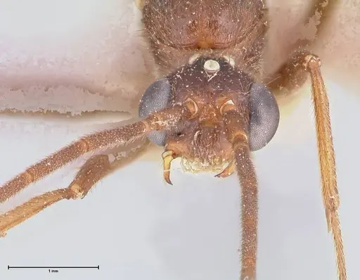 Odontomachus simillimus - FOCOL1049