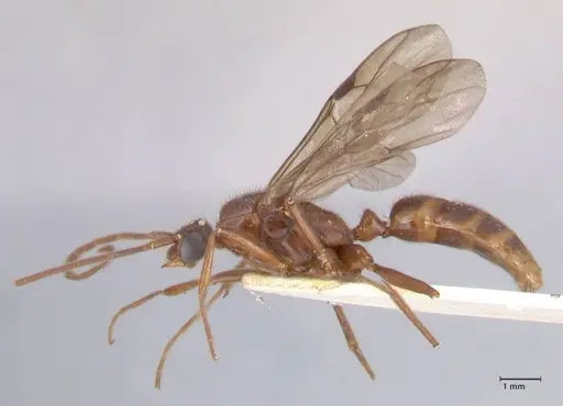 Odontomachus simillimus - FOCOL1049