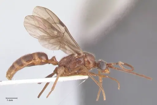 Odontomachus simillimus - FOCOL1049