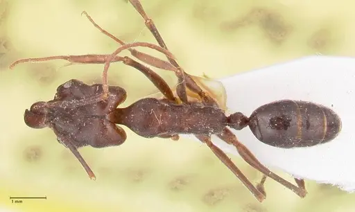 Odontomachus simillimus - FOCOL1050