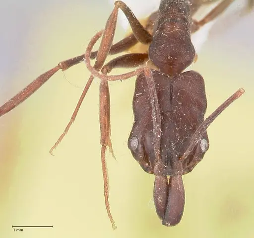 Odontomachus simillimus - FOCOL1050